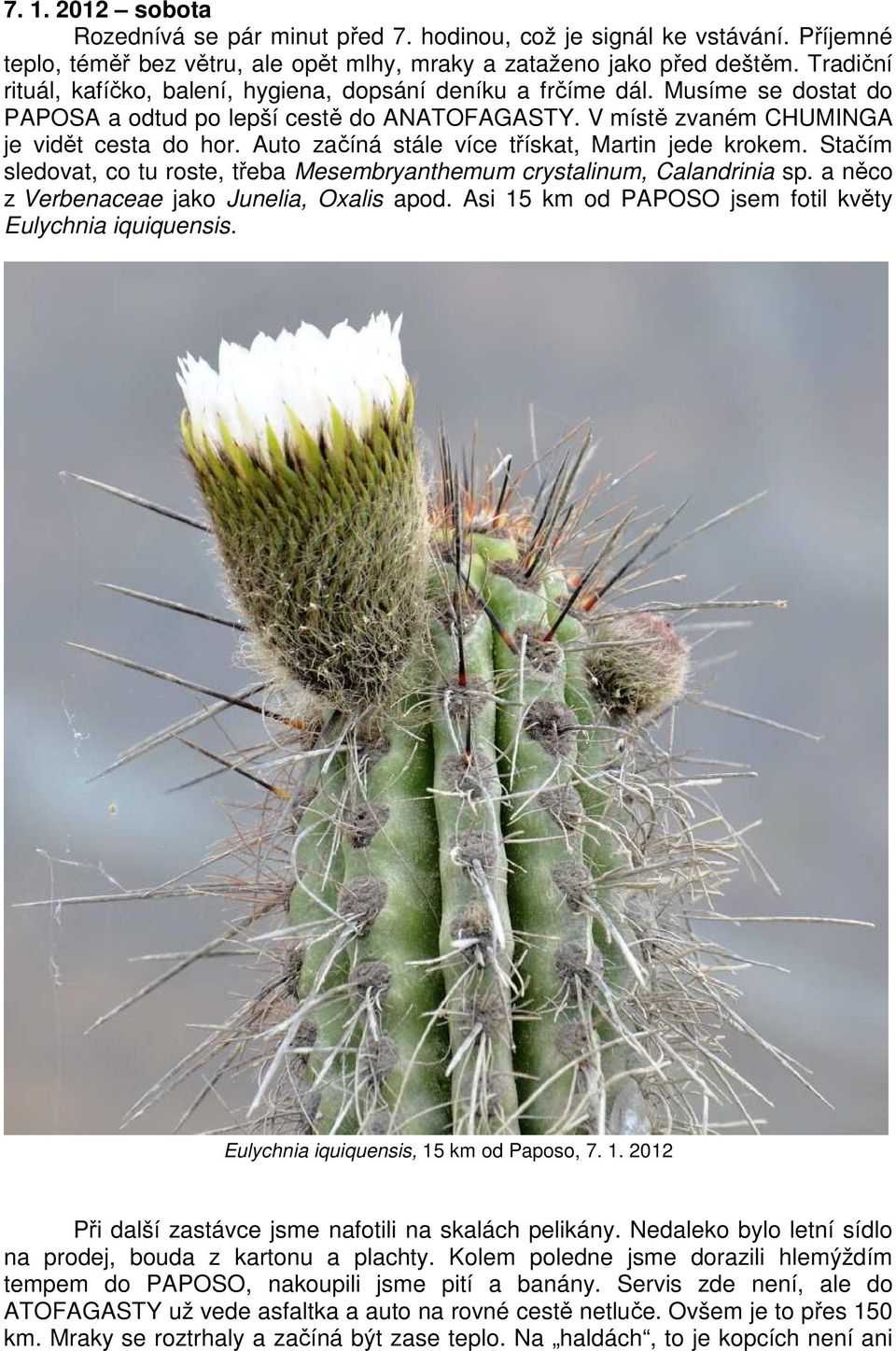 Auto začíná stále více třískat, Martin jede krokem. Stačím sledovat, co tu roste, třeba Mesembryanthemum crystalinum, Calandrinia sp. a něco z Verbenaceae jako Junelia, Oxalis apod.