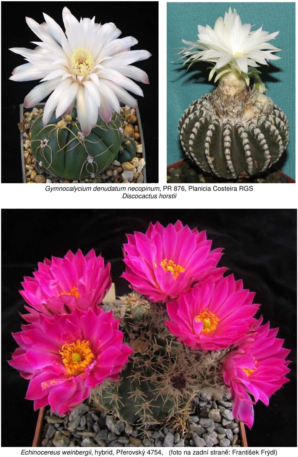 Echinocereus weinbergii, hybrid, Přerovský