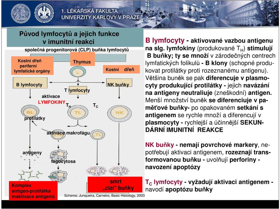 lymfokiny (produkované T H ) stimulují B buňky; ty se množí v zárodečných centrech lymfatických folikulů - B klony (schopné produkovat protilátky proti rozeznanému antigenu).