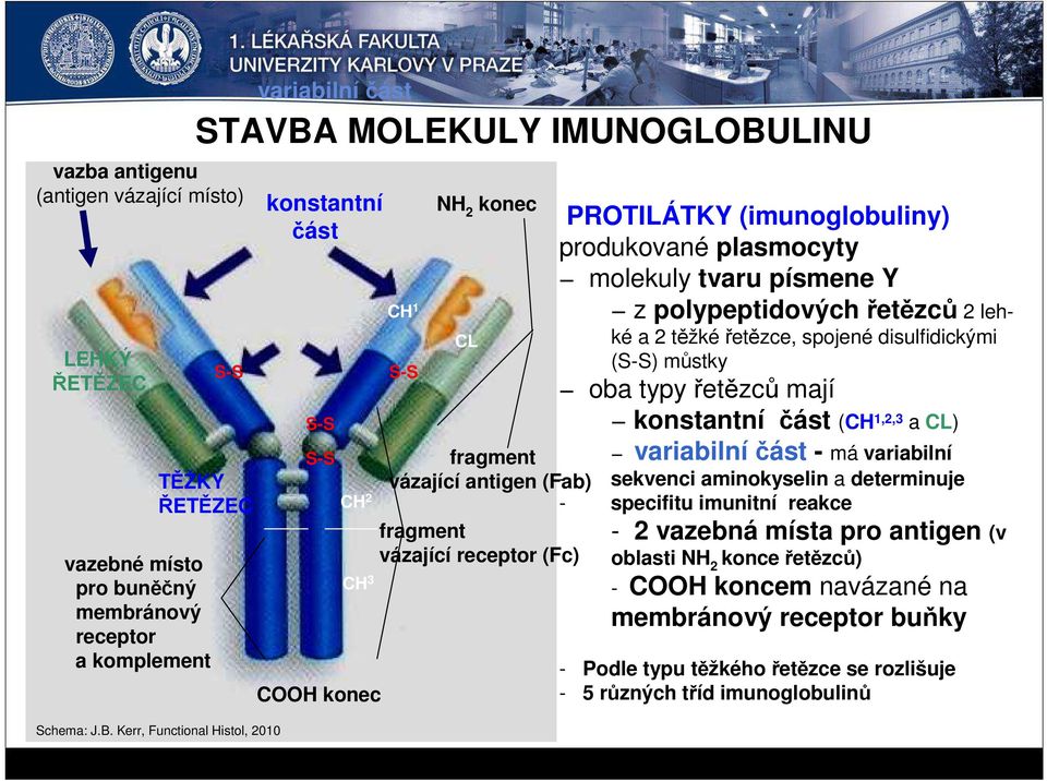 molekuly tvaru písmene Y z polypeptidových řetězců 2 lehké a 2 těžké řetězce, spojené disulfidickými (S-S) můstky oba typy řetězců mají konstantní část (CH 1,2,3 a CL) variabilní část - má variabilní