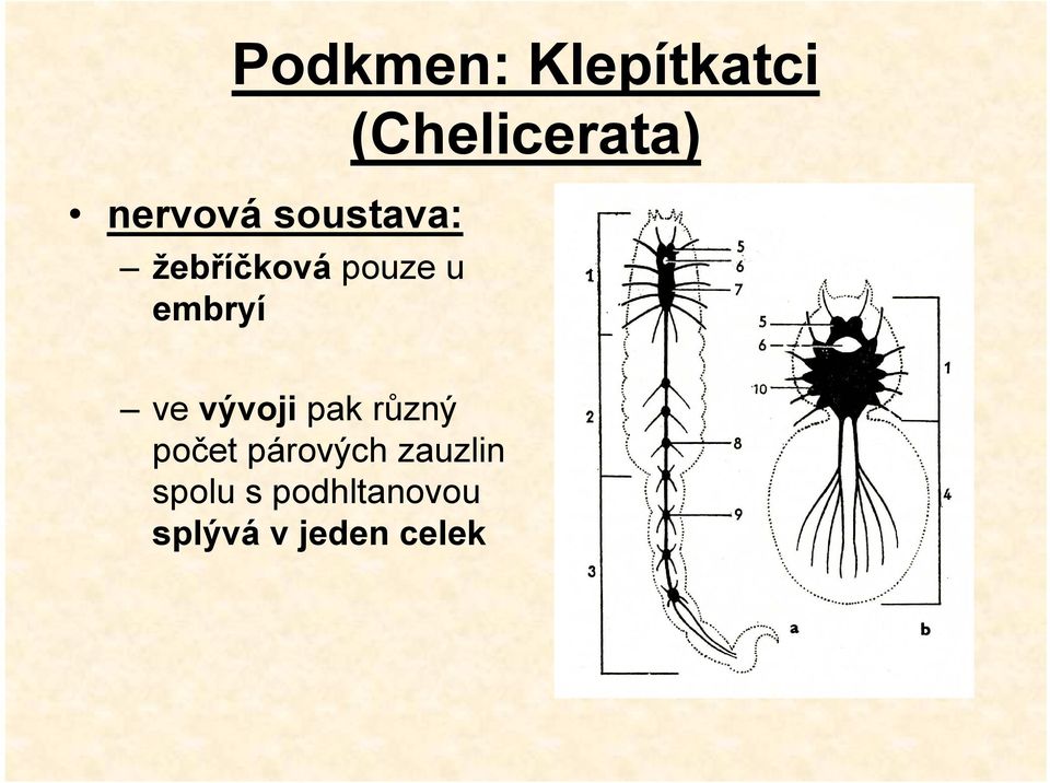 ve vývoji pak různý počet párových