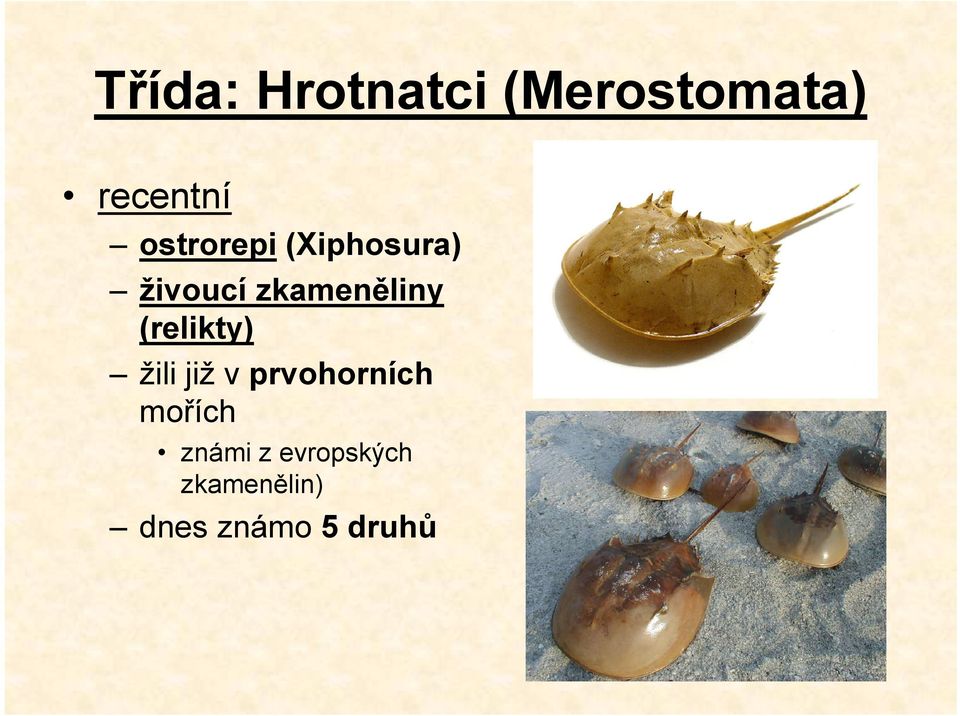 (relikty) žili již v prvohorních mořích