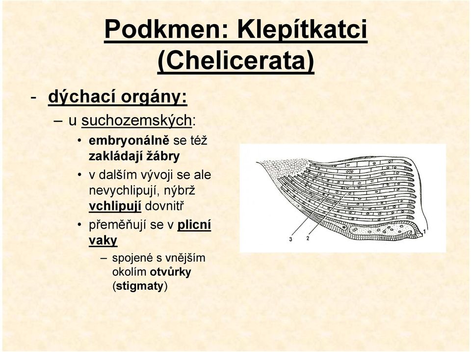 nevychlipují, nýbrž vchlipují dovnitř přeměňují se v