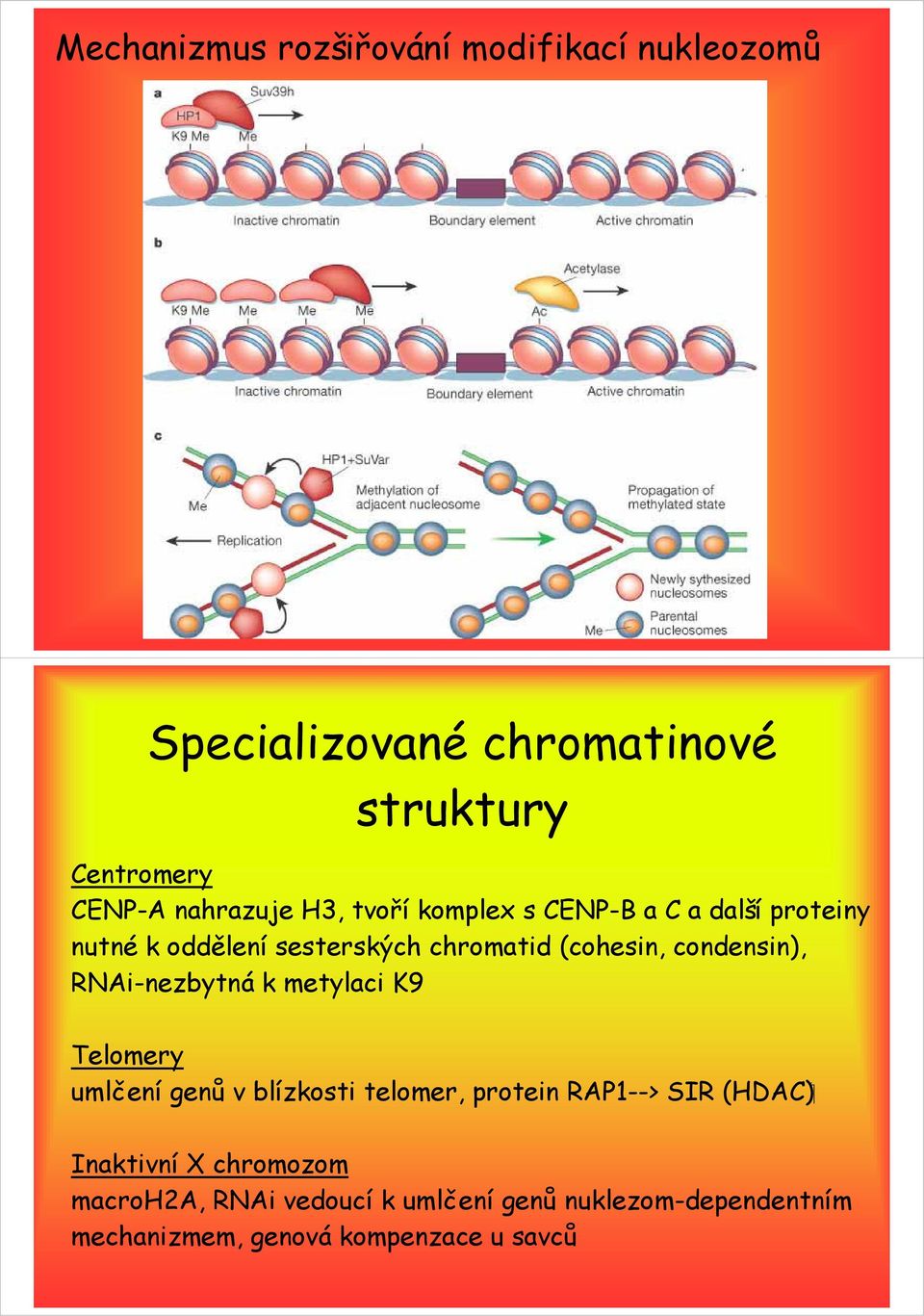 condensin), RNAi-nezbytná k metylaci K9 Telomery ( HDAC ) umlčení genů v blízkosti telomer, protein RAP1-->