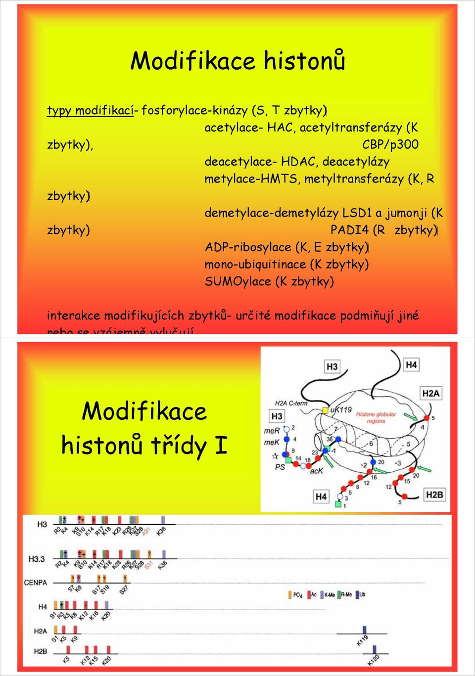 jumonji (K zbytky) PADI4 (R ( zbytky ( zbytky ADP-ribosylace (K, E mono-ubiquitinace (K zbytky) SUMOylace (K zbytky)