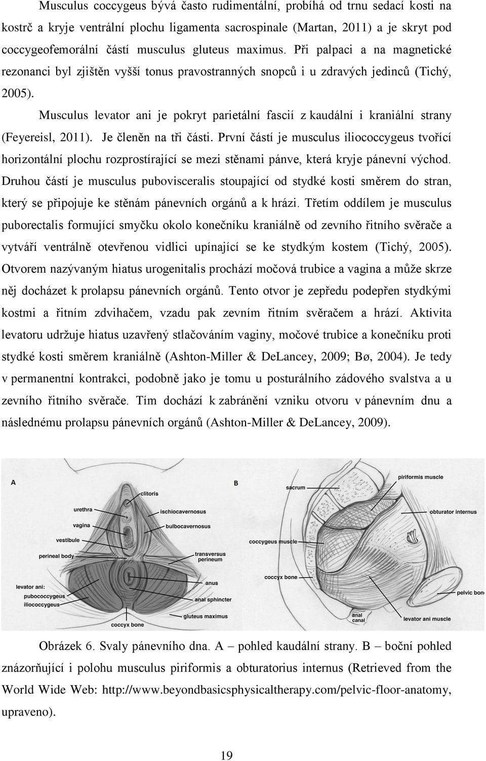 Musculus levator ani je pokryt parietální fascií z kaudální i kraniální strany (Feyereisl, 2011). Je členěn na tři části.