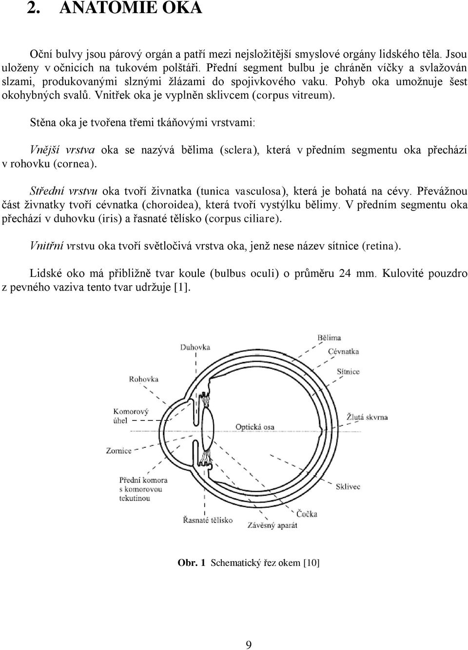Vnitřek oka je vyplněn sklivcem (corpus vitreum). Stěna oka je tvořena třemi tkáňovými vrstvami: Vnější vrstva oka se nazývá bělima (sclera), která v předním segmentu oka přechází v rohovku (cornea).