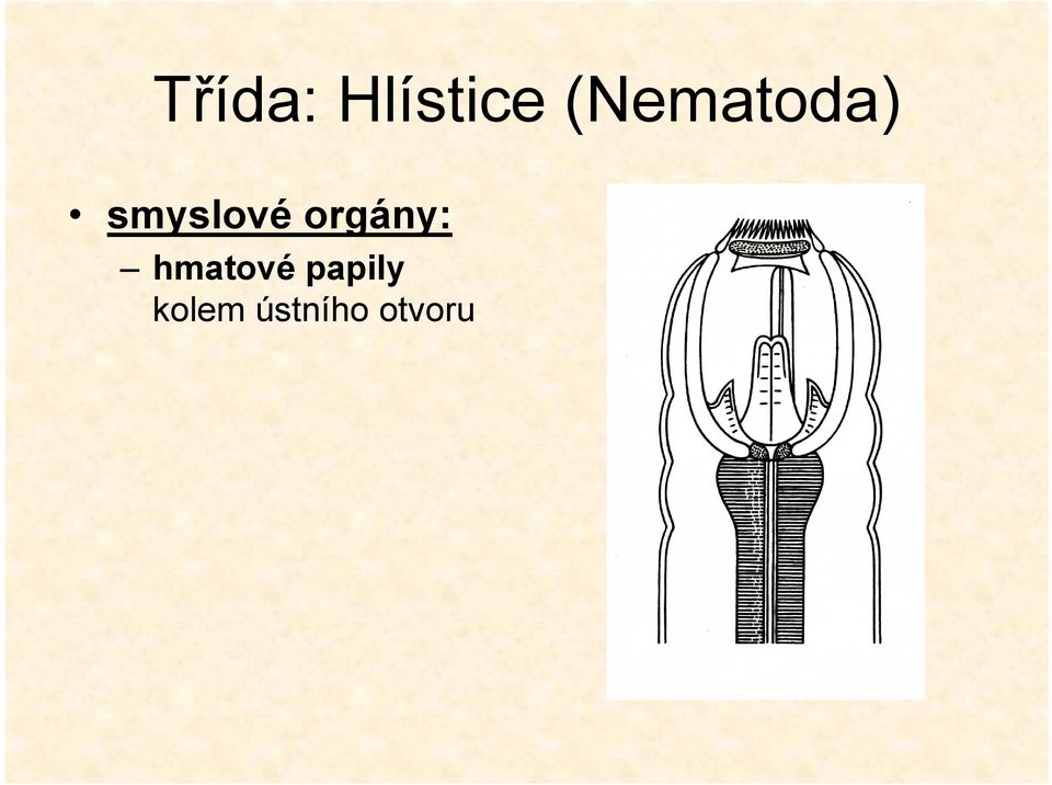 orgány: hmatové