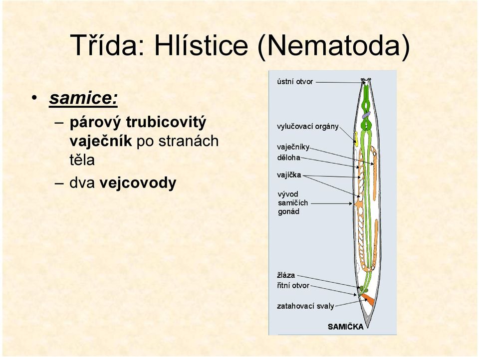 párový trubicovitý