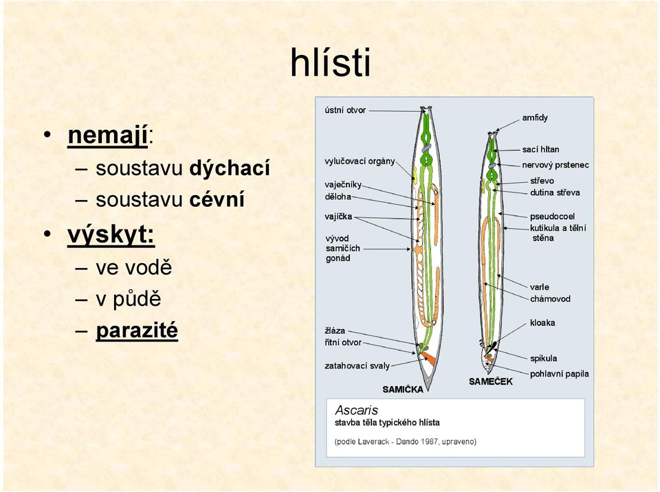 soustavu cévní