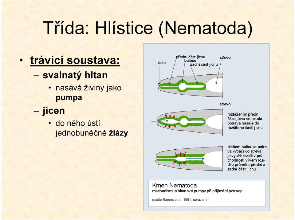 hltan nasává živiny jako pumpa