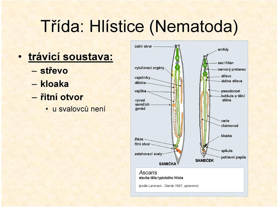 soustava: střevo