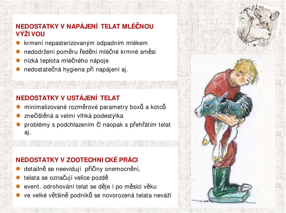 NEDOSTATKY V USTÁJENÍ TELAT minimalizované rozměrové parametry boxů a kotců znečištěná a velmi vlhká podestýlka problémy s podchlazením či