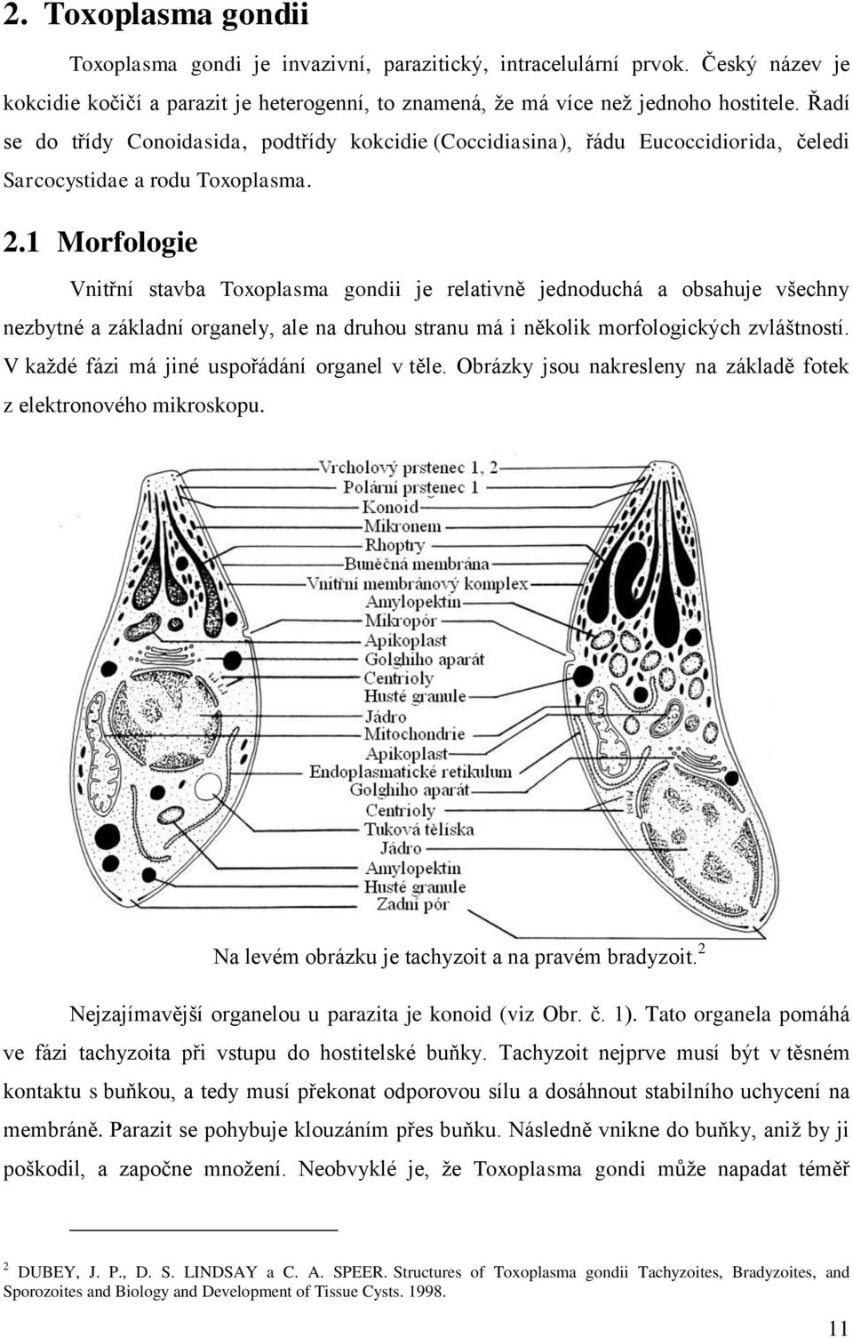 1 Morfologie Vnitřní stavba Toxoplasma gondii je relativně jednoduchá a obsahuje všechny nezbytné a základní organely, ale na druhou stranu má i několik morfologických zvláštností.