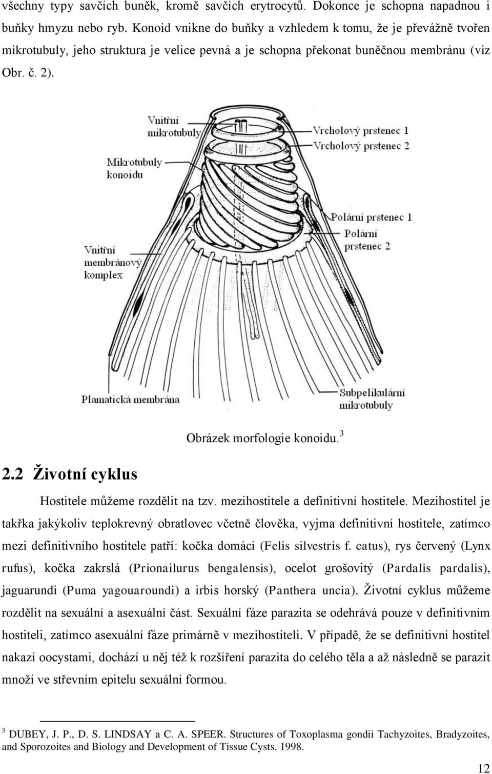 . 2.2 Životní cyklus Obrázek morfologie konoidu. 3 Hostitele můžeme rozdělit na tzv. mezihostitele a definitivní hostitele.