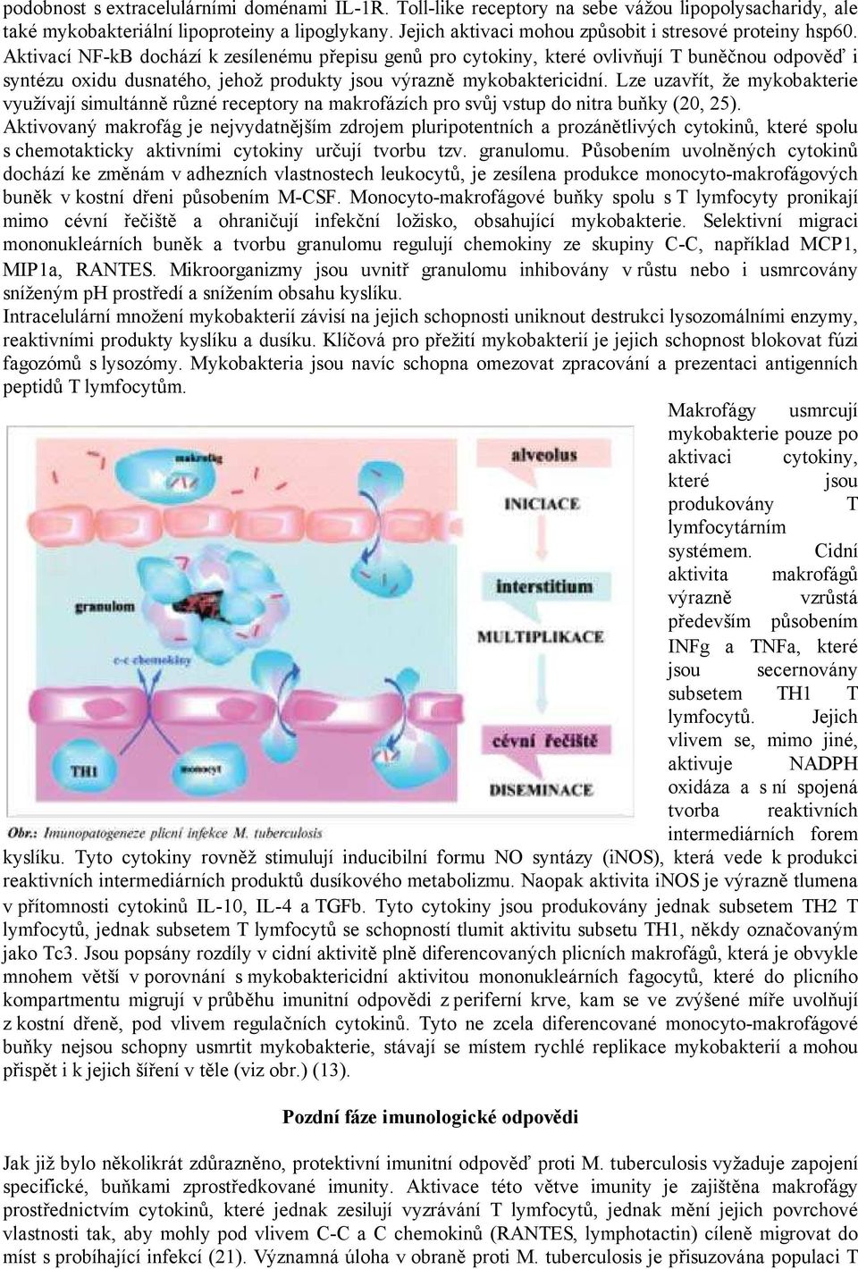 Aktivací NF-kB dochází k zesílenému přepisu genů pro cytokiny, které ovlivňují T buněčnou odpověď i syntézu oxidu dusnatého, jehož produkty jsou výrazně mykobaktericidní.