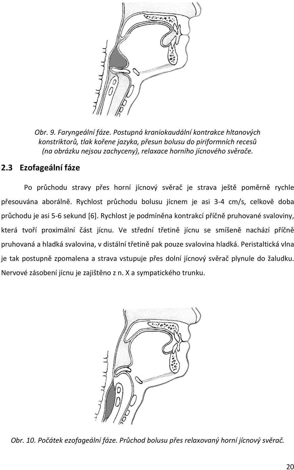 3 Ezofageální fáze Po průchodu stravy přes horní jícnový svěrač je strava ještě poměrně rychle přesouvána aborálně.