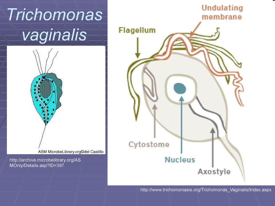 asp?ID=397 http://www.trichomoniasis.