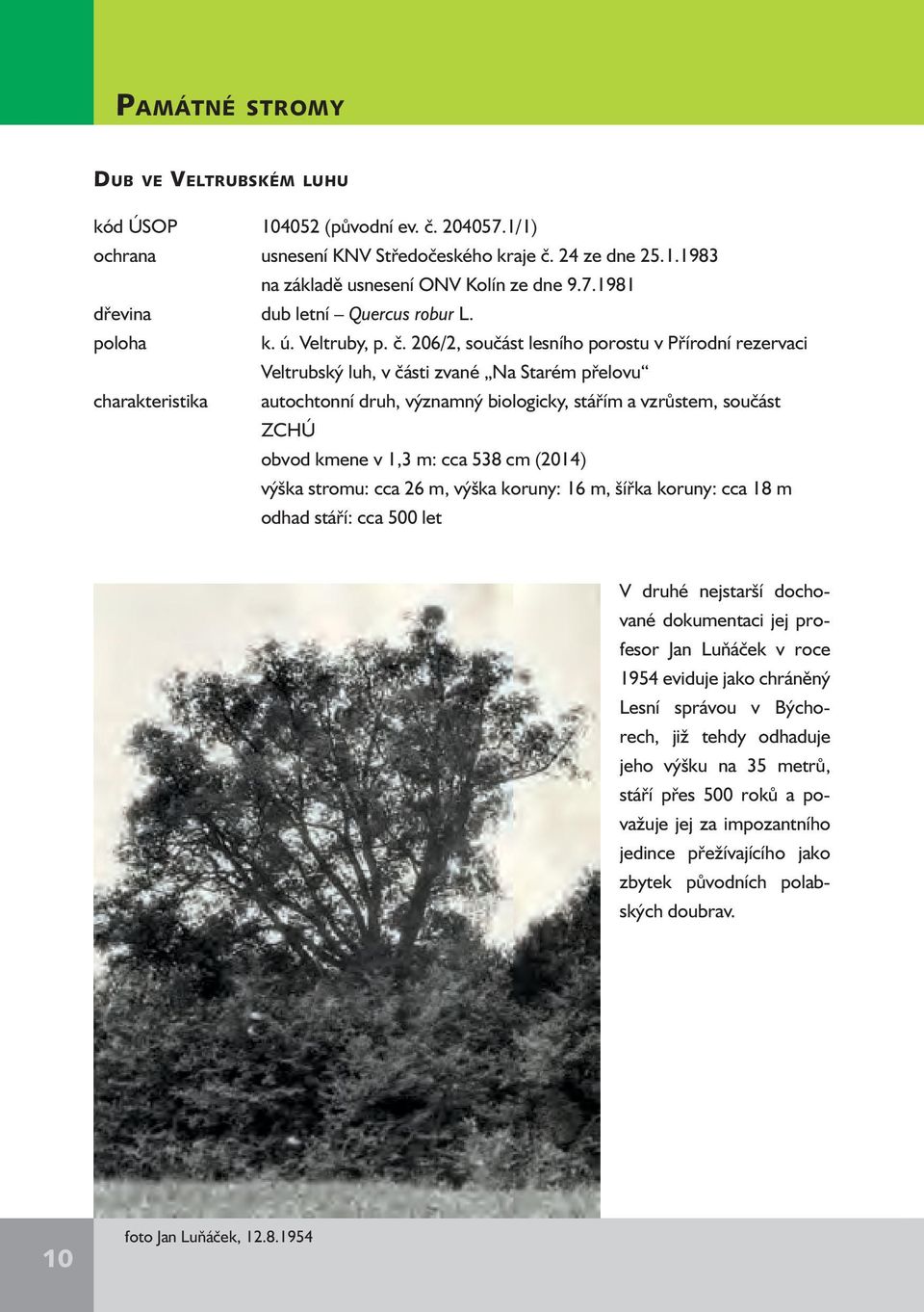 206/2, součást lesního porostu v Přírodní rezervaci Veltrubský luh, v části zvané Na Starém přelovu charakteristika autochtonní druh, významný biologicky, stářím a vzrůstem, součást ZCHÚ obvod kmene