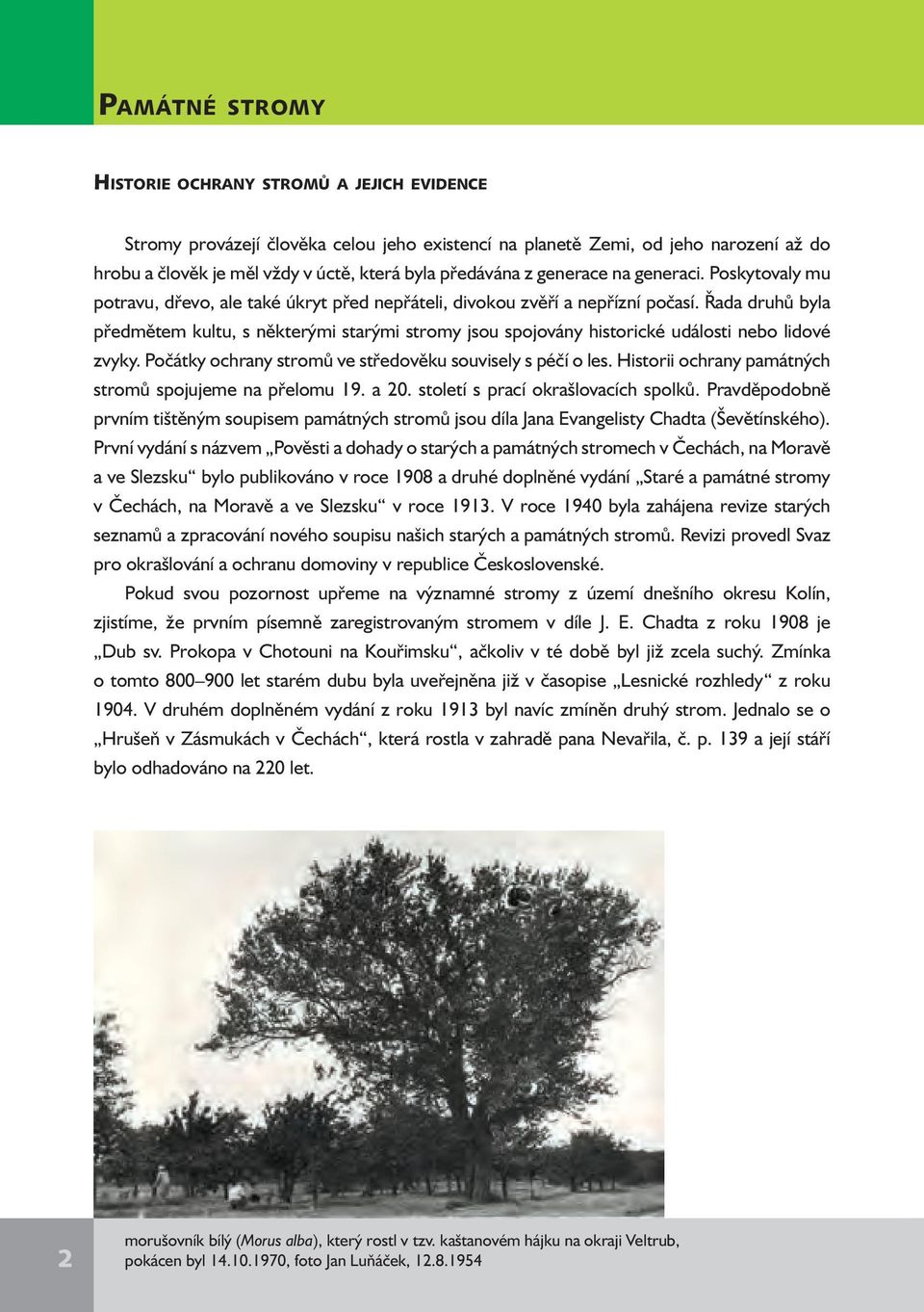 Řada druhů byla předmětem kultu, s některými starými stromy jsou spojovány historické události nebo lidové zvyky. Počátky ochrany stromů ve středověku souvisely s péčí o les.