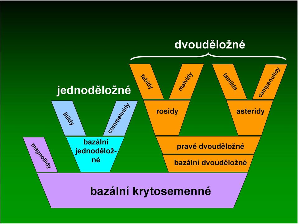 asteridy commelinidy liliidy pravé dvouděložné