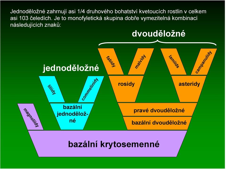 Je to monofyletická skupina dobře vymezitelná kombinací následujících znaků: dvouděložné