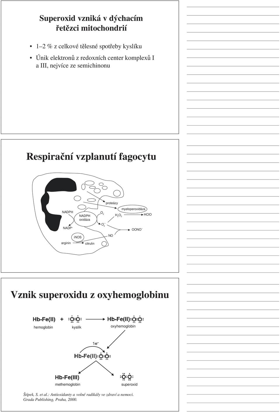 citrulin proteázy myeloperoxidáza O 2 H2 O 2 HClO O 2.