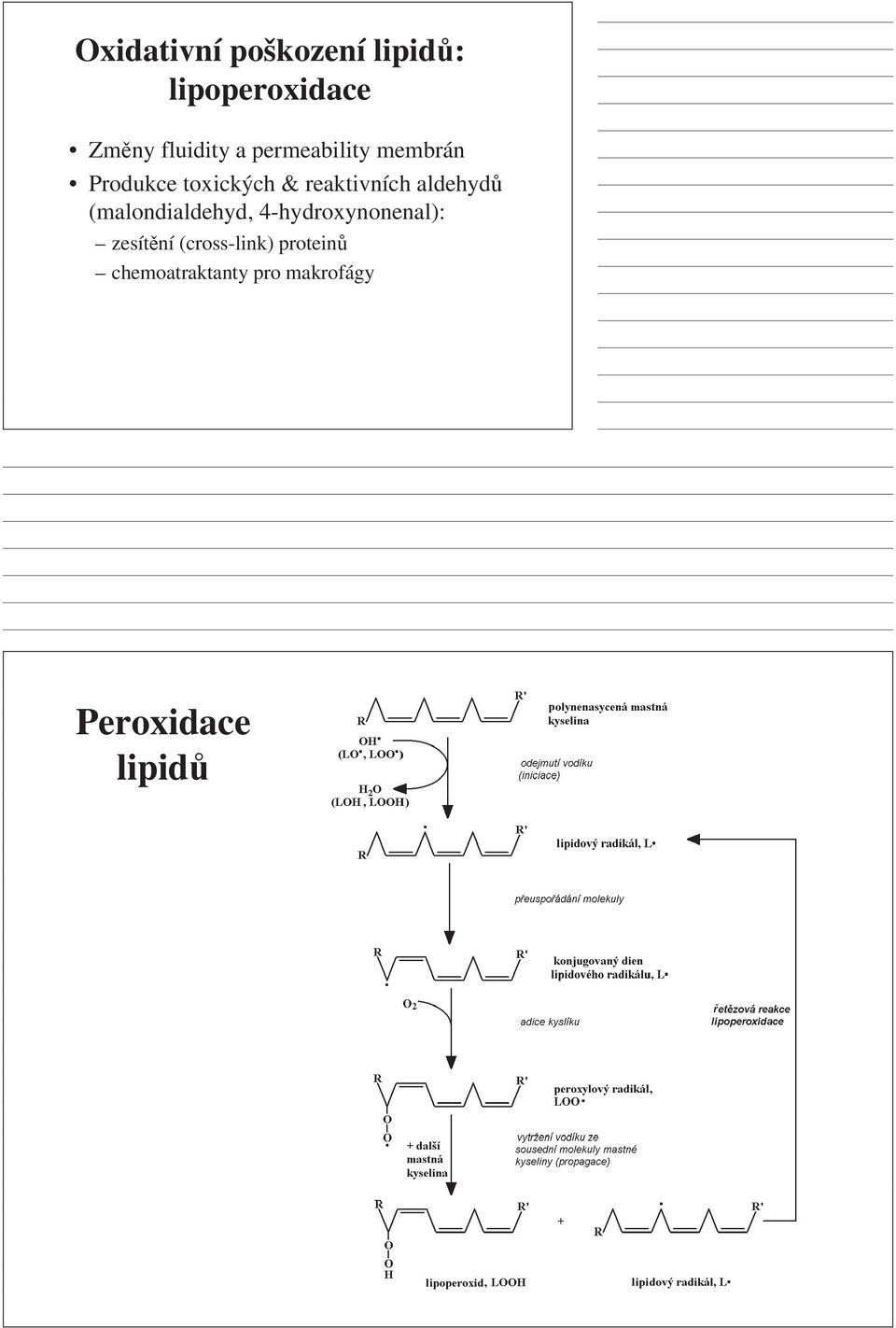 aldehydů (malondialdehyd, 4-hydroxynonenal): zesítění