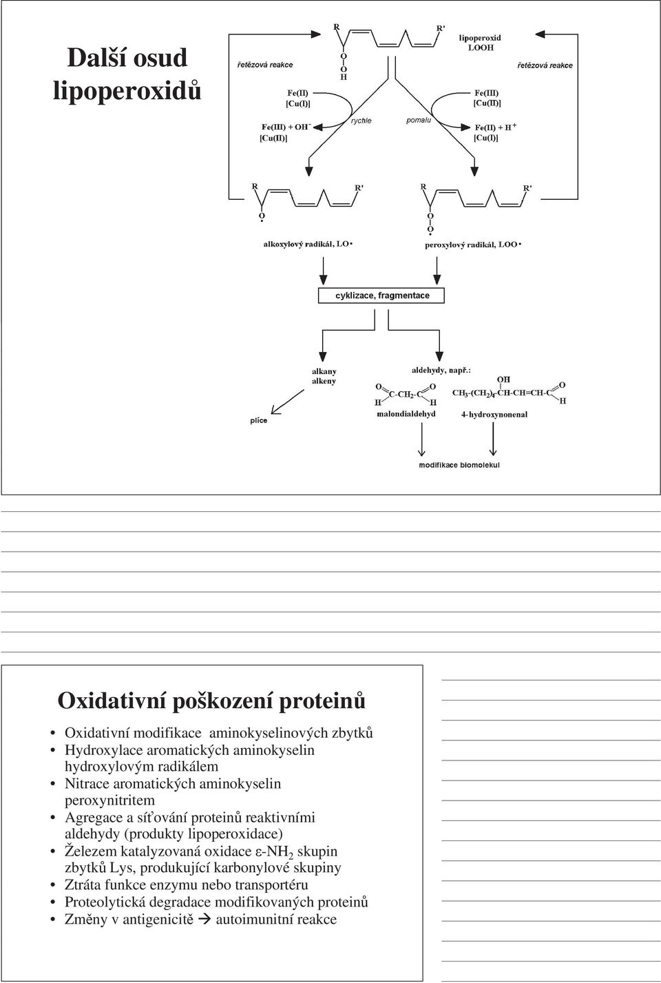 aldehydy (produkty lipoperoxidace) Železem katalyzovaná oxidace ε-nh 2 skupin zbytků Lys, produkující karbonylové skupiny