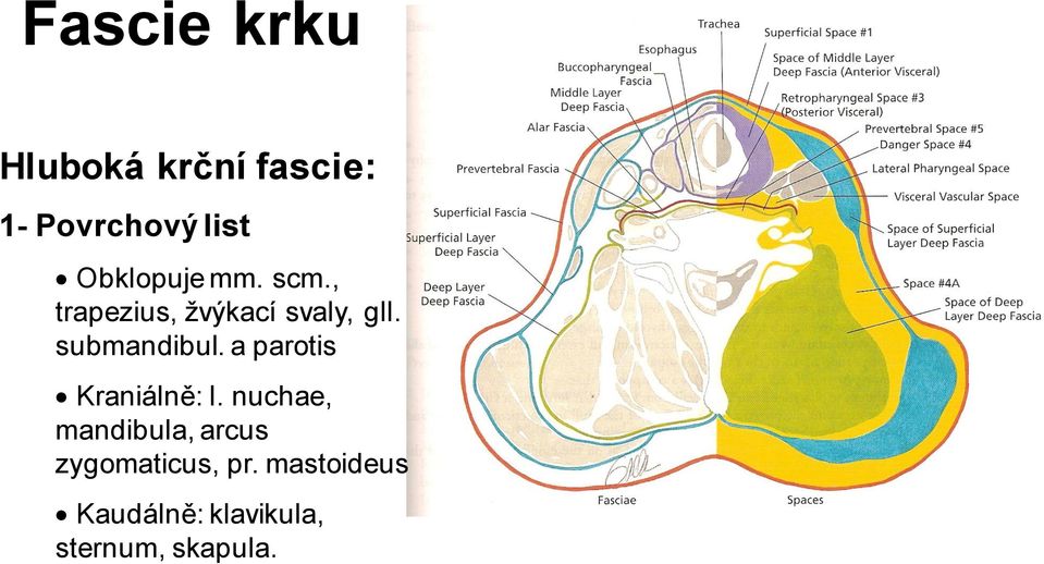 submandibul. a parotis Kraniálně: l.