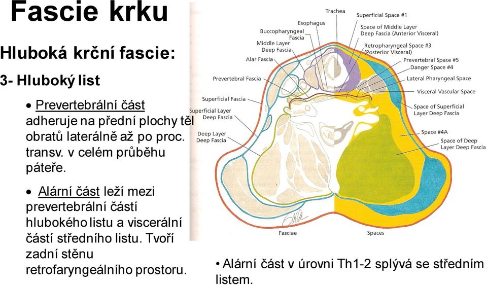 Alární část leží mezi prevertebrální částí hlubokého listu a viscerální částí středního