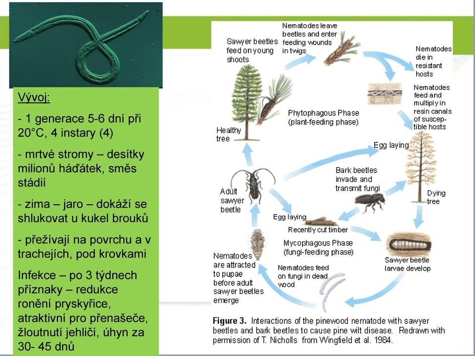 přežívají na povrchu a v trachejích, pod krovkami Infekce po 3 týdnech příznaky