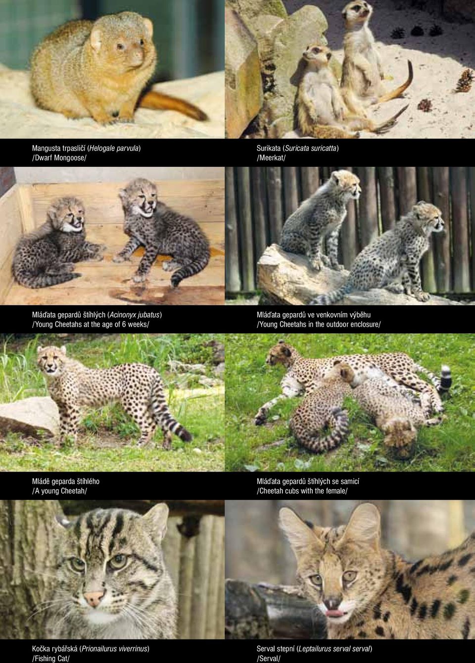 Cheetahs in the outdoor enclosure/ Mládě geparda štíhlého /A young Cheetah/ Mláďata gepardů štíhlých se samicí