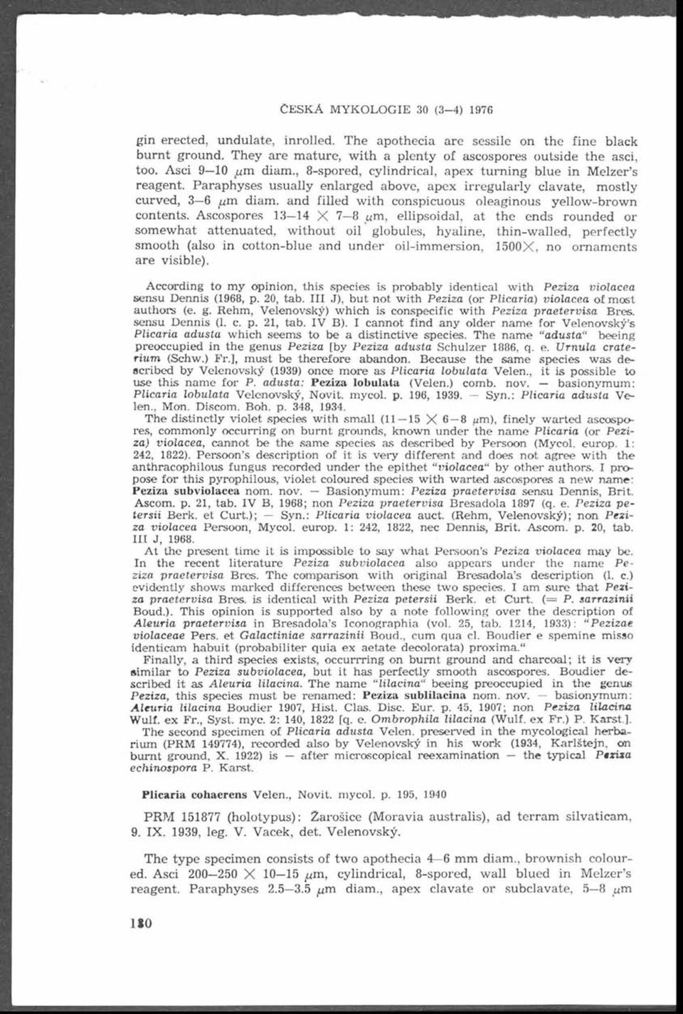 Paraphyses usually enlarged above, apex irreg u larly clavate, m ostly curved, 3 6 /um diam. and filled w ith conspicuous oleaginous yellow -brow n contents.