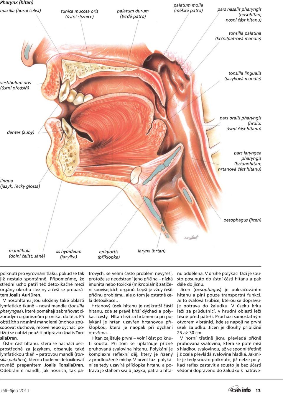 (hrtanohltan; hrtanová část hltanu) lingua (jazyk, řecky glossa) oesophagus (jícen) mandibula (dolní čelist; sáně) os hyoideum (jazylka) epiglottis (příklopka) larynx (hrtan) polknutí pro vyrovnání