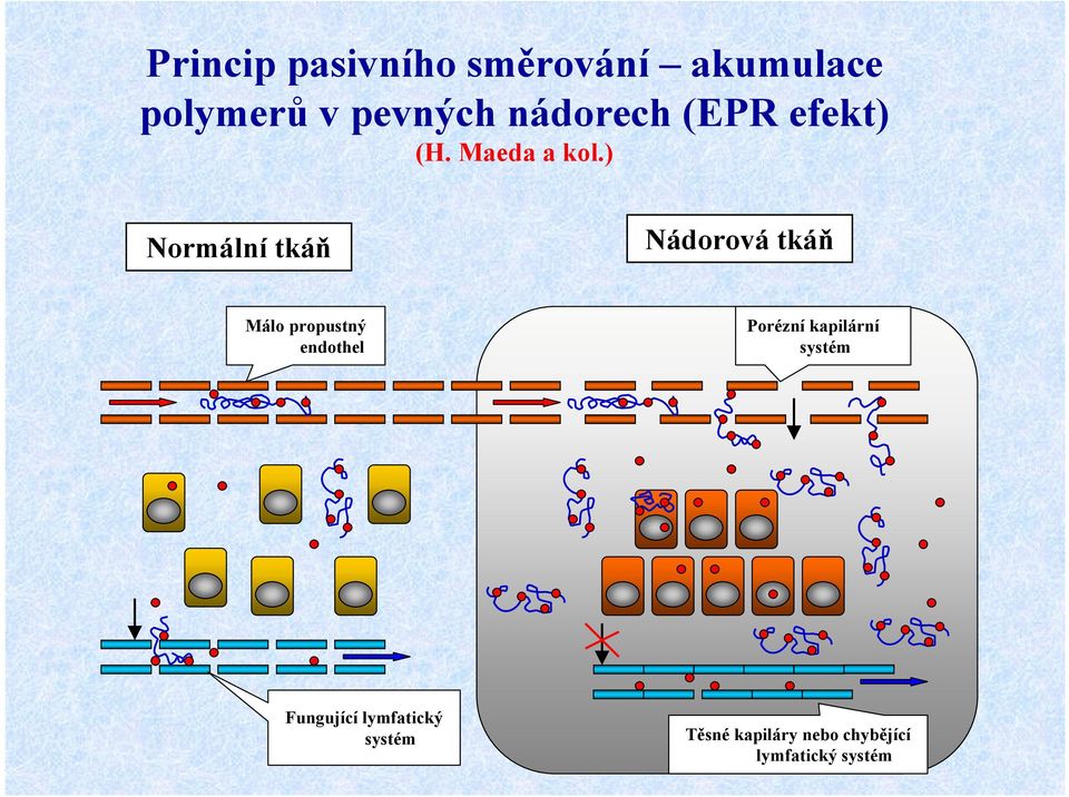 ) Normální tkáň Nádorová tkáň Málo propustný endothel Porézní