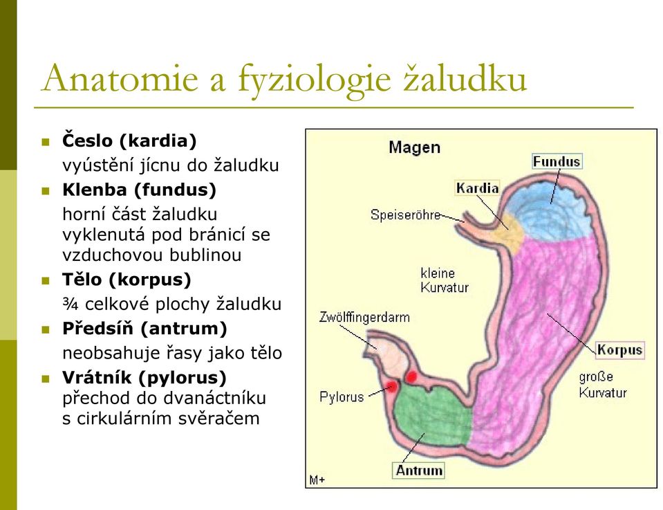 bublinou Tělo (korpus) ¾ celkové plochy ţaludku Předsíň (antrum)