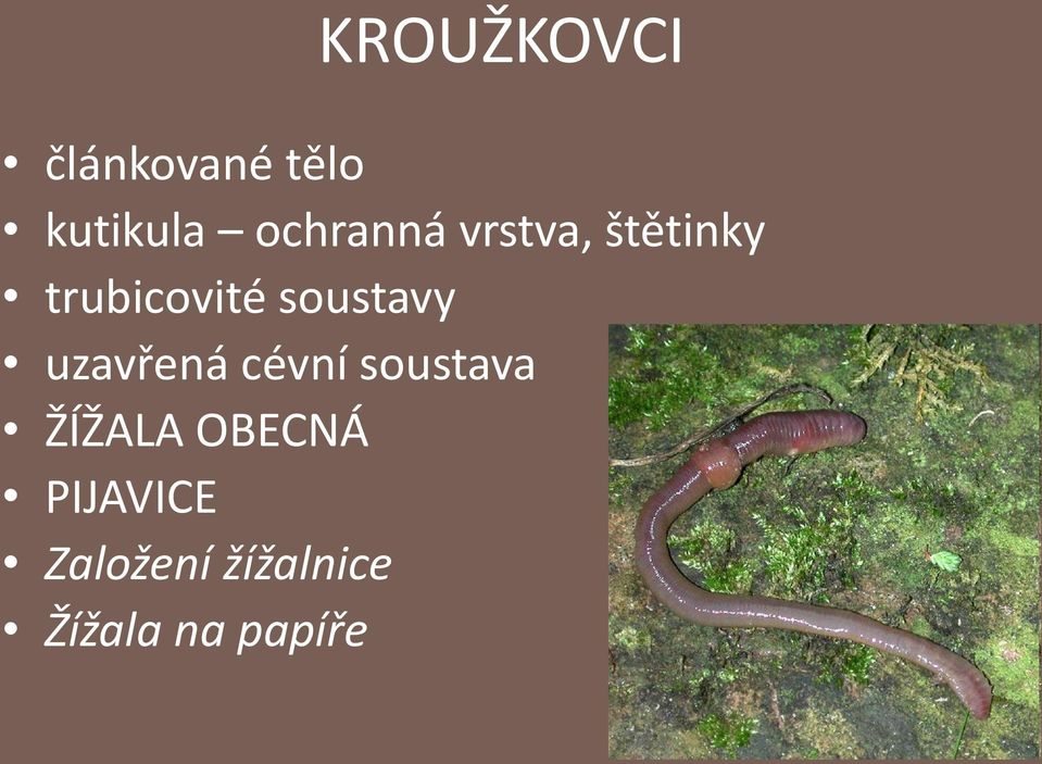 soustavy uzavřená cévní soustava ŽÍŽALA