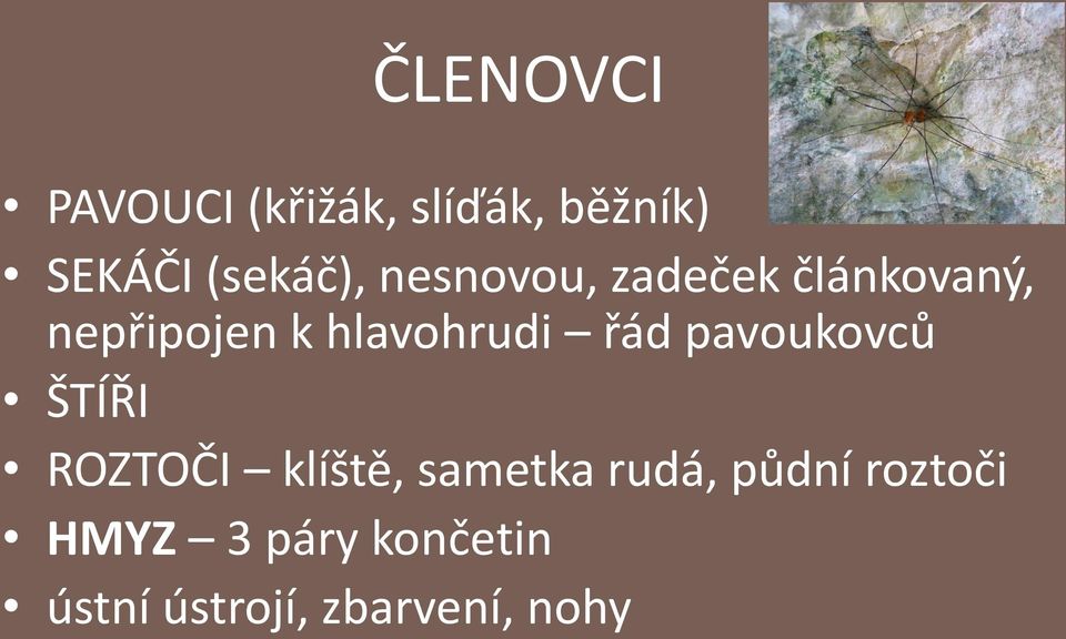 hlavohrudi řád pavoukovců ŠTÍŘI ROZTOČI klíště, sametka