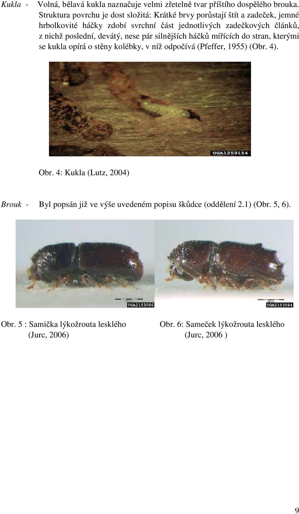 z nichž poslední, devátý, nese pár silnějších háčků mířících do stran, kterými se kukla opírá o stěny kolébky, v níž odpočívá (Pfeffer, 1955) (Obr.