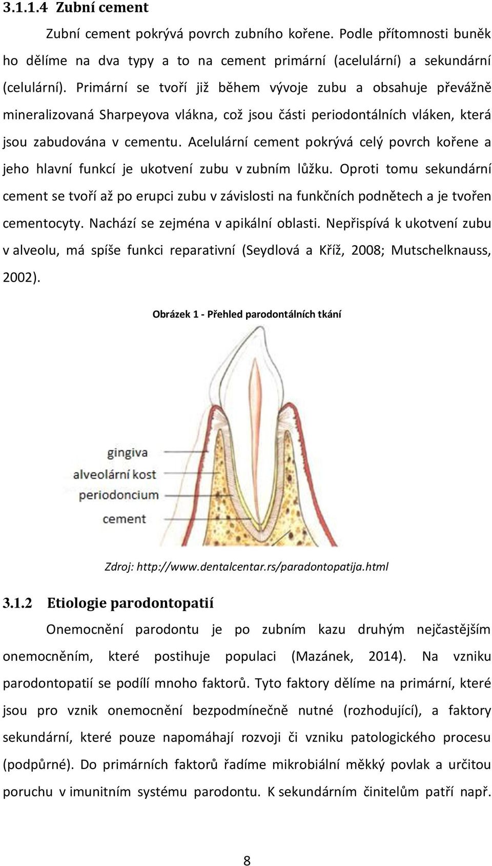 Acelulární cement pokrývá celý povrch kořene a jeho hlavní funkcí je ukotvení zubu v zubním lůžku.