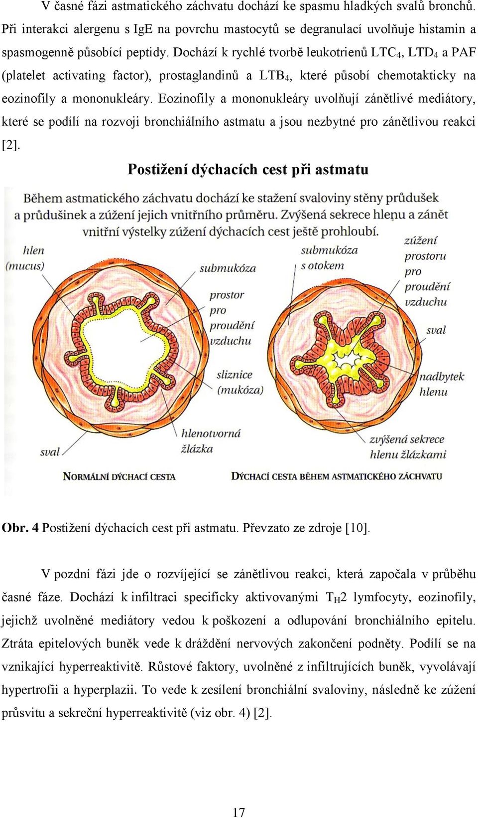 Eozinofily a mononukleáry uvolňují zánětlivé mediátory, které se podílí na rozvoji bronchiálního astmatu a jsou nezbytné pro zánětlivou reakci [2]. Postižení dýchacích cest při astmatu Obr.