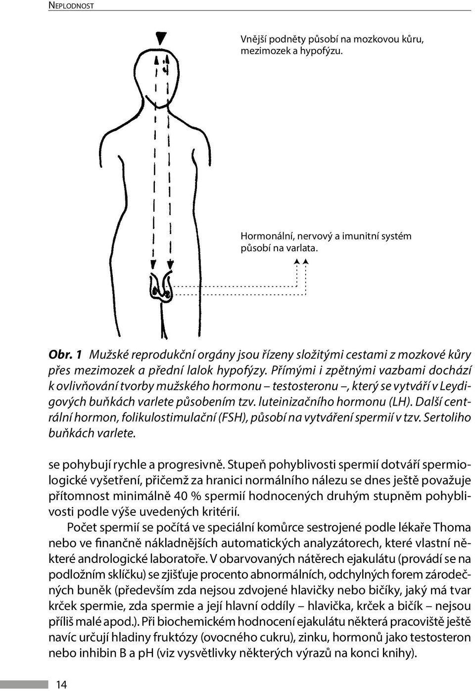 Přímými i zpětnými vazbami dochází k ovlivňování tvorby mužského hormonu testosteronu, který se vytváří v Leydigových buňkách varlete působením tzv. luteinizačního hormonu (LH).