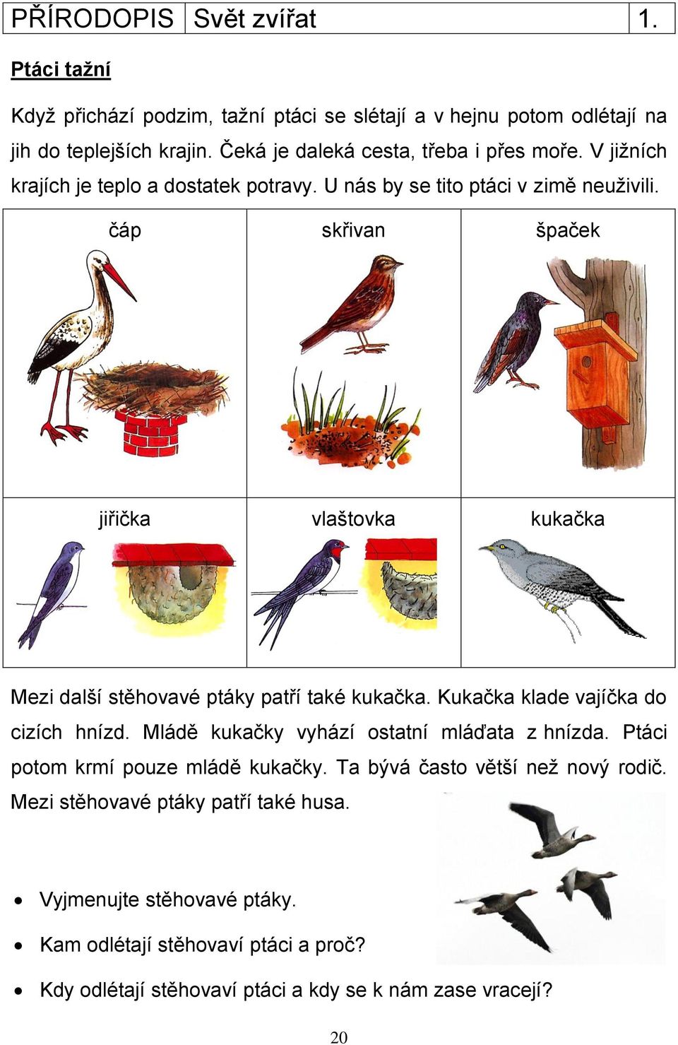 čáp skřivan špaček jiřička vlaštovka kukačka Mezi další stěhovavé ptáky patří také kukačka. Kukačka klade vajíčka do cizích hnízd.