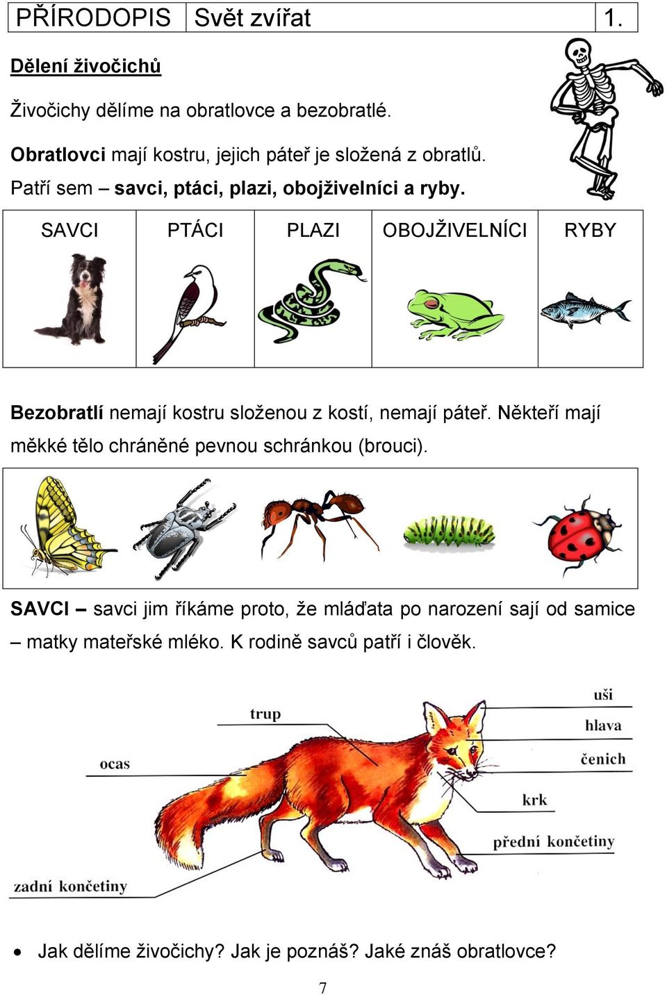 SAVCI PTÁCI PLAZI OBOJŽIVELNÍCI RYBY Bezobratlí nemají kostru složenou z kostí, nemají páteř.