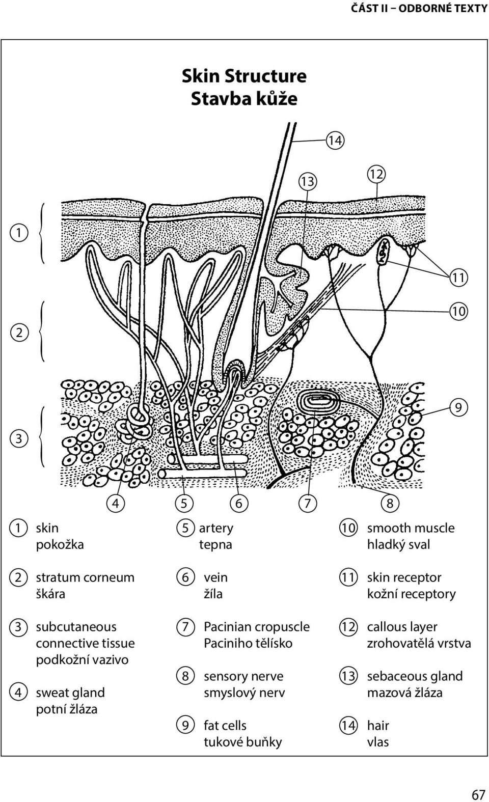 potní žláza 6 vein žíla 7 Pacinian cropuscle Paciniho tělísko 8 sensory nerve smyslový nerv 9 fat cells tukové