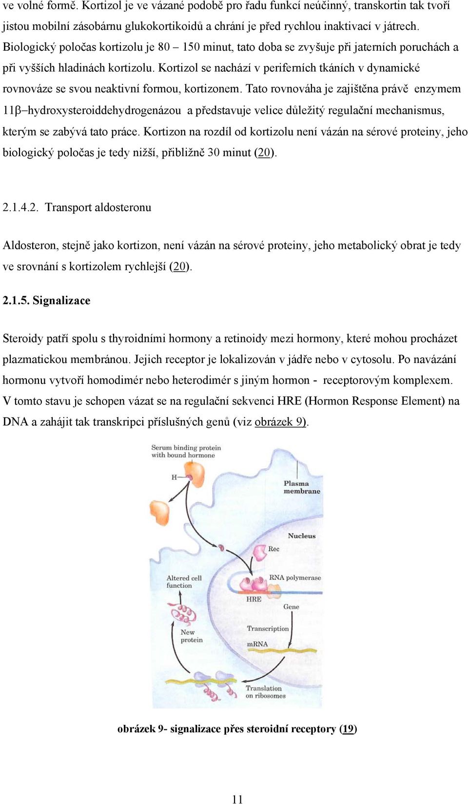 Kortizol se nachází v periferních tkáních v dynamické rovnováze se svou neaktivní formou, kortizonem.