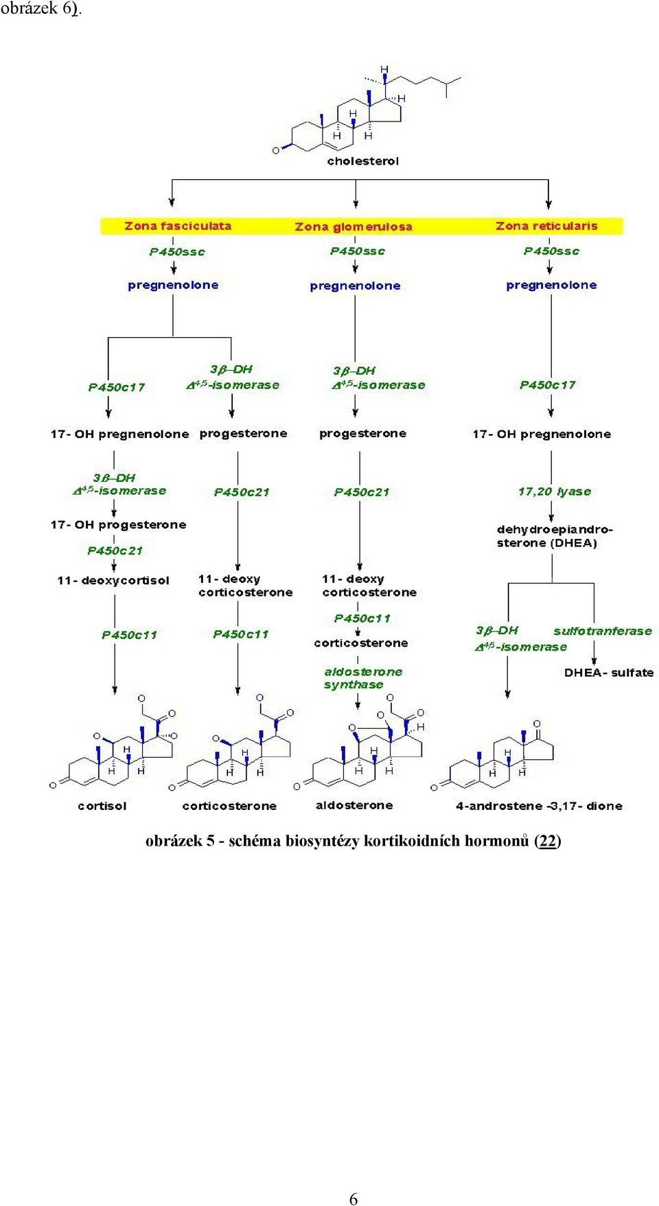 schéma biosyntézy