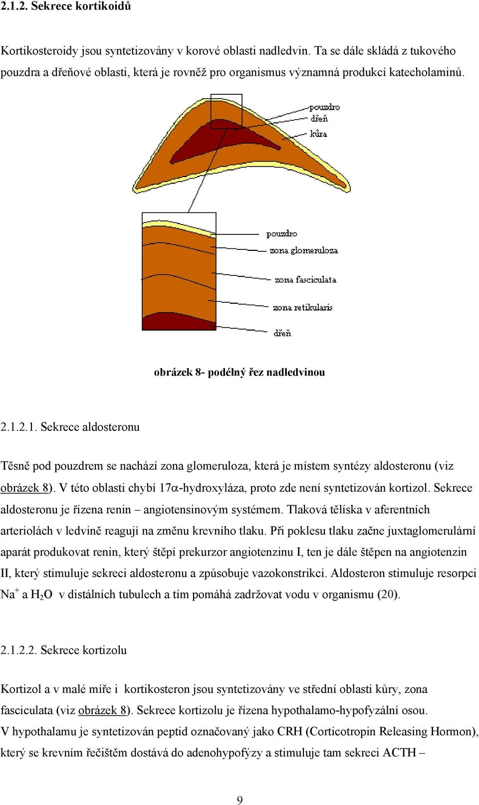 2.1. Sekrece aldosteronu Těsně pod pouzdrem se nachází zona glomeruloza, která je místem syntézy aldosteronu (viz obrázek 8).