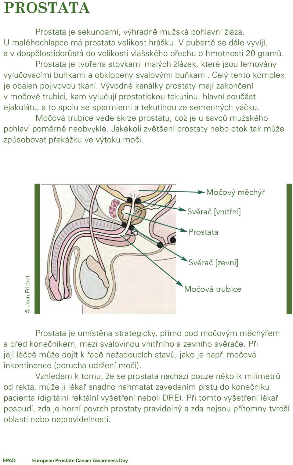 Prostata je tvořena stovkami malých žl zek, žlázek, kterž které jsou lemov ny lemovány vylučovac mi vylučovacími buňkami a obklopeny svalovými buňkami. Celý tento komplex je je obalen pojivovou tk n.